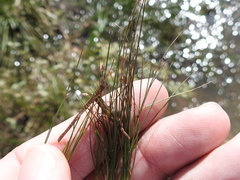 Eleocharis minima