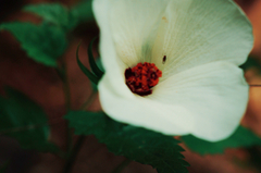 Hibiscus acicularis