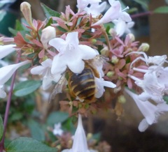 Proxylocopa