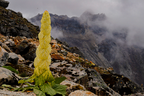 Sikkim rhubarb