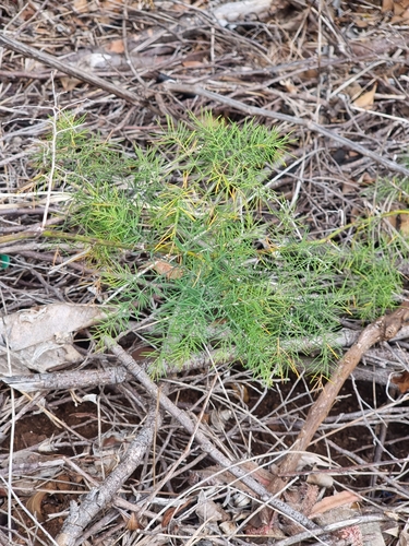 Asparagus umbellatus, photograph 6