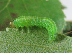 Arge ciliaris
