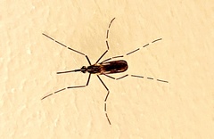 Aedes togoi