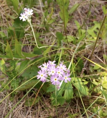 Primula incana