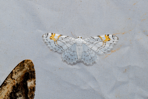 Agnibesa recurvilineata