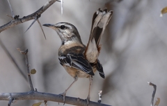 Cercotrichas leucophrys ovamboensis