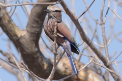 Coracias naevius mosambicus