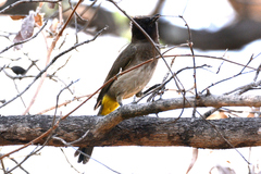 Pycnonotus barbatus tricolor