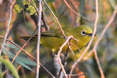 Zosterops anderssoni