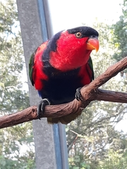 Lorius lory