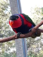 Lorius lory