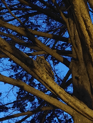 View observation of {o.common_name} on iNaturalist