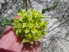 Asclepias crispa