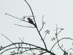 Heterophasia capistrata