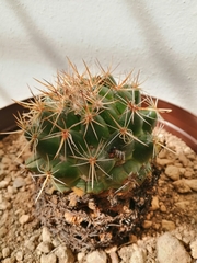 Coryphantha ottonis