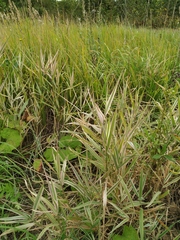 Phalaris arundinacea picta