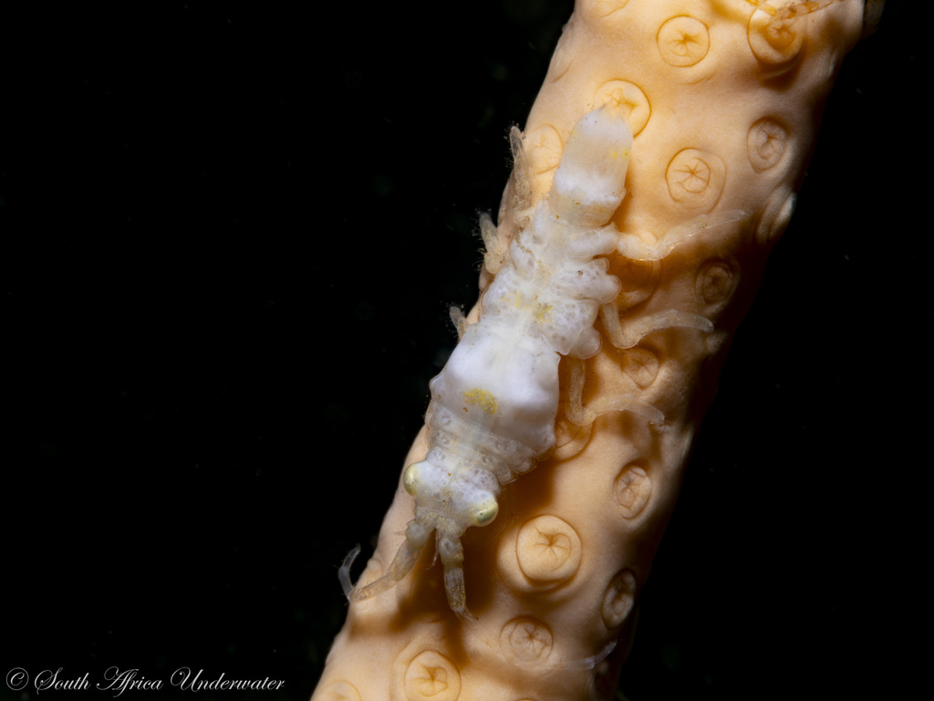 Astacilla pustulata