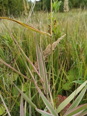 Phalaris arundinacea picta