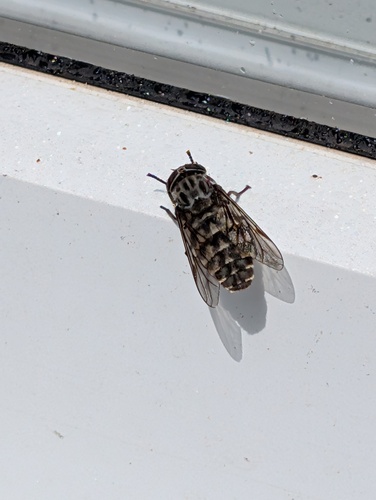 Hybomitra astuta observed 2025-08-23