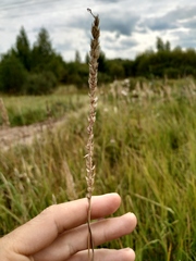 Phalaris arundinacea picta