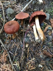 Cortinarius smithii