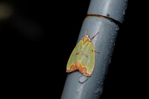 Tyana callichlora