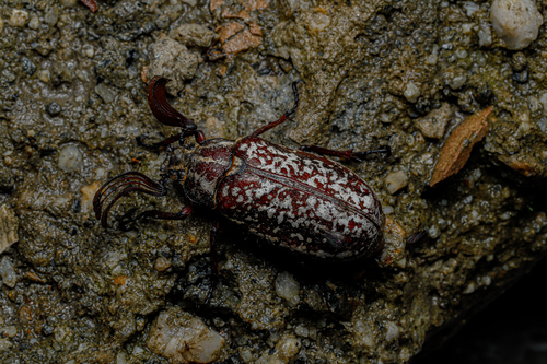 Polyphylla maculipennis