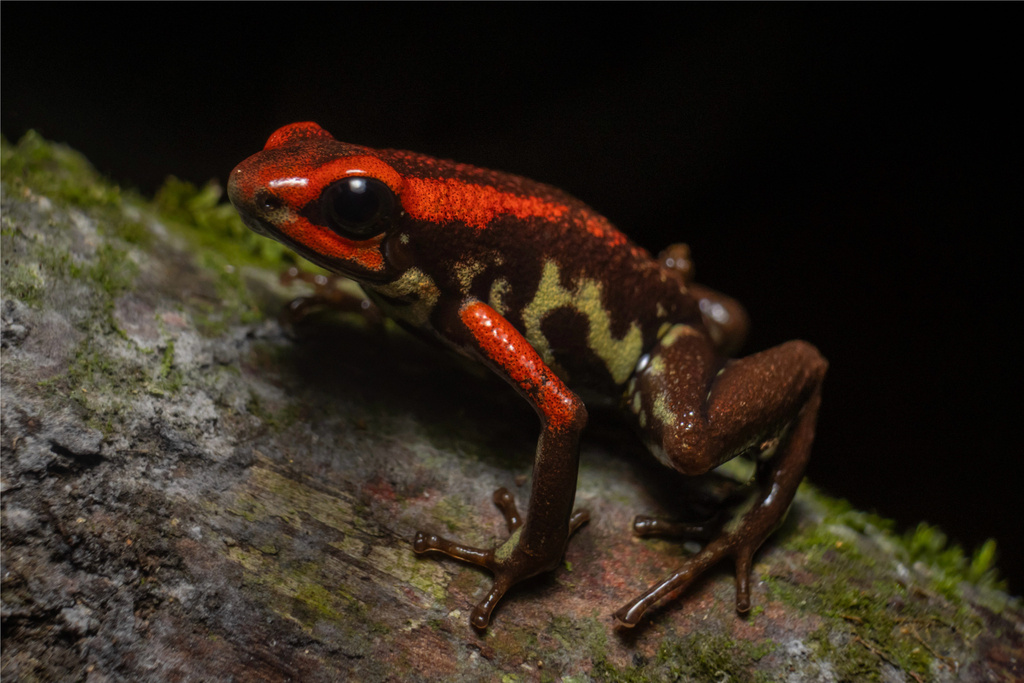 Cauca Poison Frog
