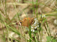 Junonia genoveva genoveva