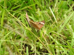 Junonia genoveva genoveva