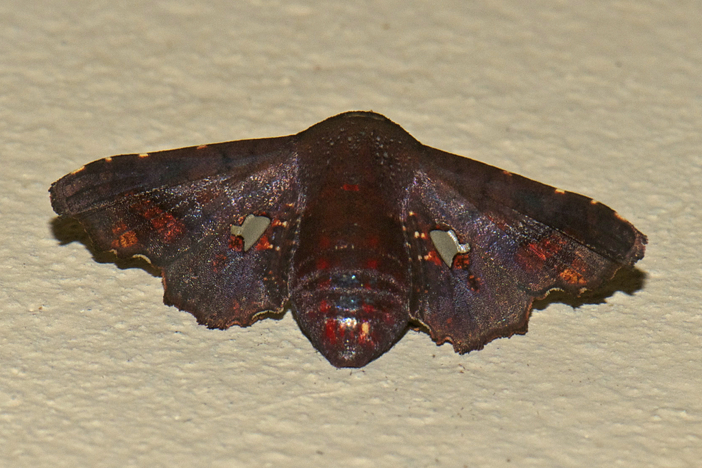 Dysodia fenestrata