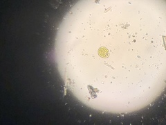 Hydrodictyaceae
