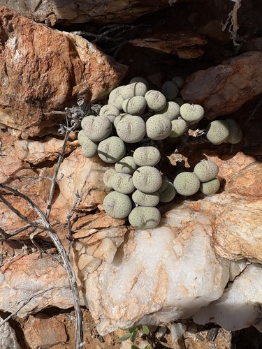 Conophytum jucundum