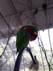Saudareos ornatus
