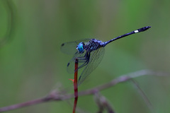 Micrathyria ocellata