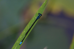 Acanthagrion trilobatum
