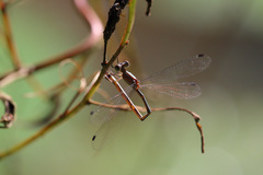 Lestes forficula
