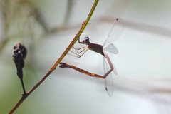 Lestes forficula