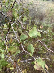 Crataegus alabamensis