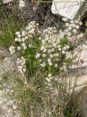 Pseudoselago peninsulae