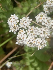 Pseudoselago peninsulae