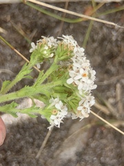 Pseudoselago peninsulae
