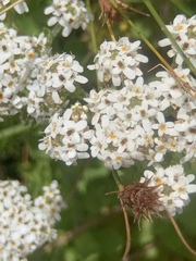 Pseudoselago peninsulae