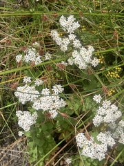 Pseudoselago peninsulae