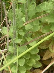 Pseudoselago peninsulae