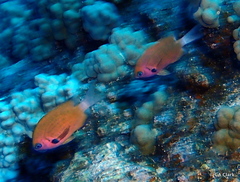 Pycnochromis pacifica