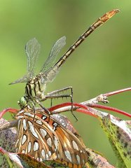 Dromogomphus armatus