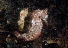 Hippocampus ingens