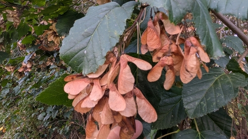 Acer tataricum