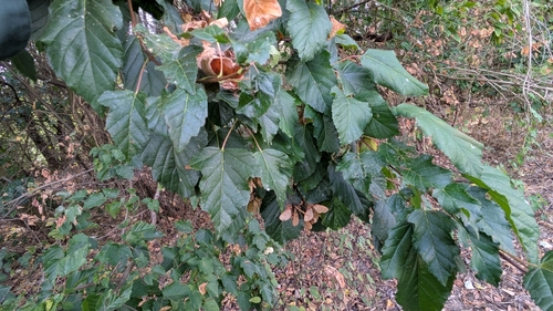 Acer tataricum
